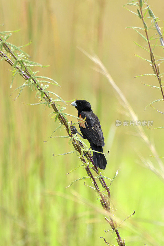 Fan-tailed Widowbird